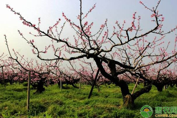 四月果園壯花保果