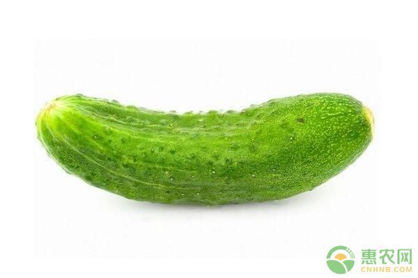黃瓜為何會出現(xiàn)死棵現(xiàn)象？黃瓜死棵防治措施