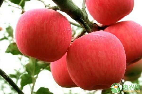 蘋(píng)果樹(shù)可以活多少年？蘋(píng)果樹(shù)生長(zhǎng)習(xí)性及生長(zhǎng)條件