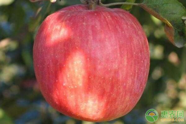 蘋(píng)果樹(shù)可以活多少年？蘋(píng)果樹(shù)生長(zhǎng)習(xí)性及生長(zhǎng)條件