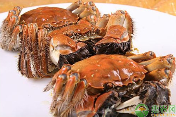 河蟹生長期飼養(yǎng)管理技術(shù)要點