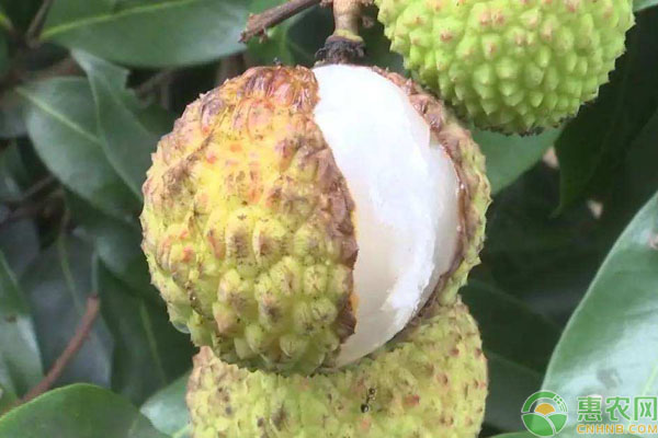 荔枝裂果