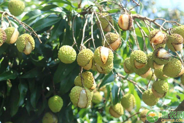 荔枝裂果防治措施