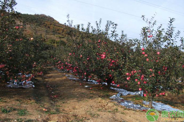 蘋果樹防風措施