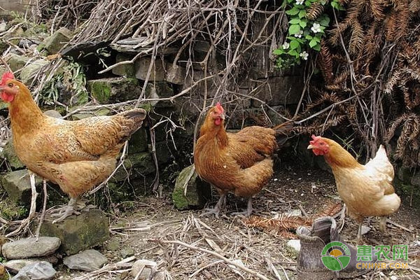 林下养殖土鸡如何制作饲料？