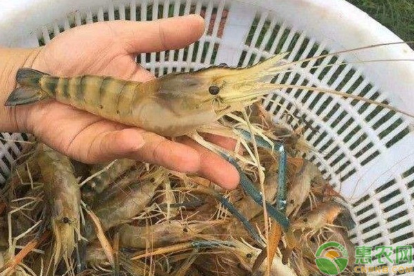一塘兩季羅氏沼蝦養(yǎng)殖技術(shù)