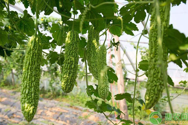 苦瓜栽種要點