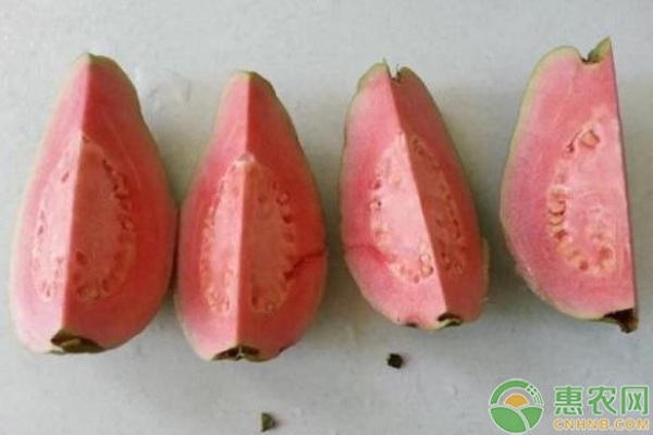 高產(chǎn)番石榴的種植管理要點(diǎn)