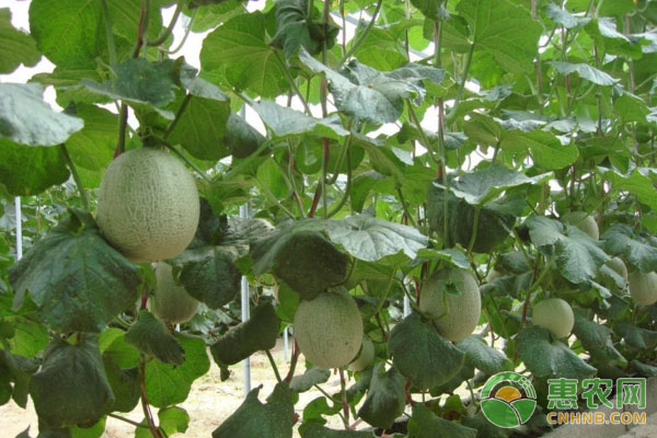 大棚哈密瓜的種植技術及管理要點