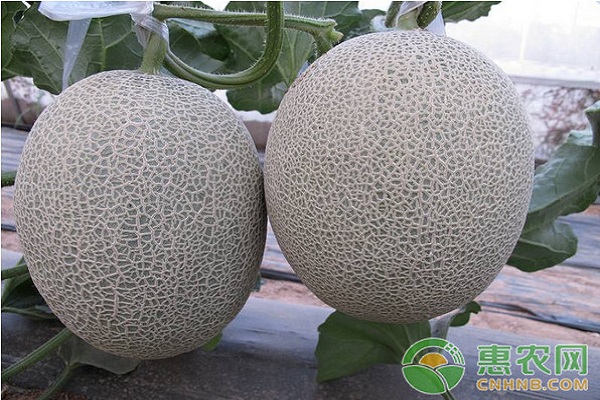 大棚哈密瓜的種植技術及管理要點