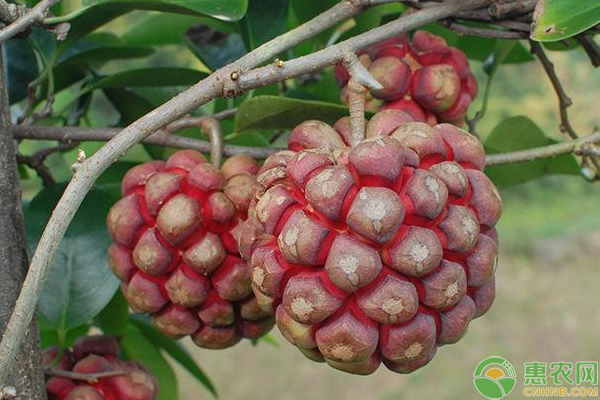 黑老虎種植的四個(gè)管理要點(diǎn)