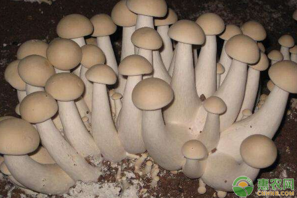 什么是膠囊菌種？膠囊菌種接種操作要點(diǎn)