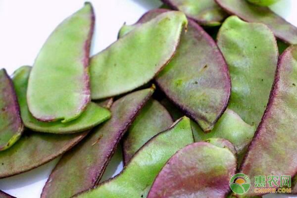 春天如何種植扁豆？扁豆又大又飽滿種植技術