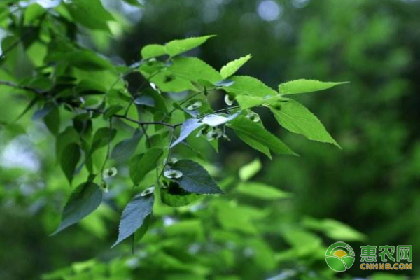 青檀莖皮、枝皮纖維有什么用途？青檀種子繁殖技術(shù)