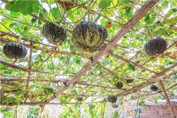家庭南瓜的種植方法及養(yǎng)護(hù)要點(diǎn)
