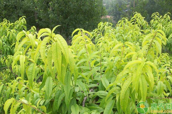 桃樹黃葉措施