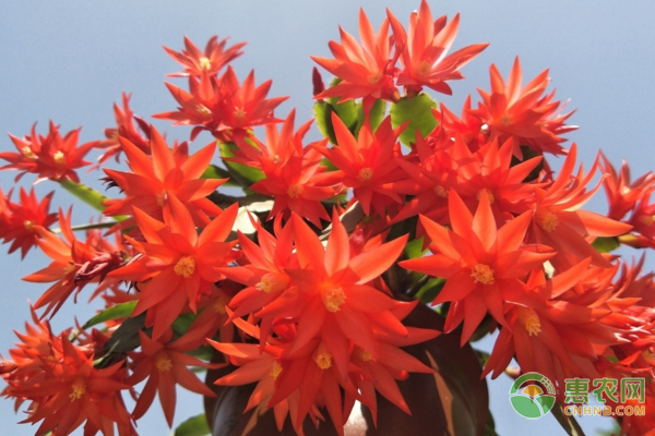 令箭花的養(yǎng)殖要點及養(yǎng)護方法