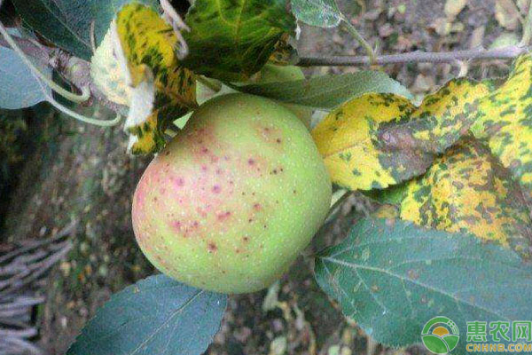 苹果轮纹病发生特点及防治技术-图片版权归惠农网所有