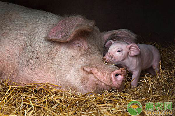 母猪无乳或缺乳的原因及预防措施