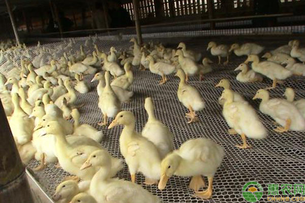 肉鴨養(yǎng)殖