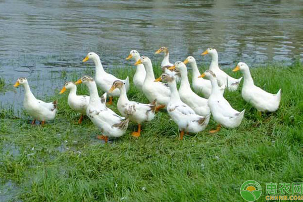 肉鴨養(yǎng)殖方法