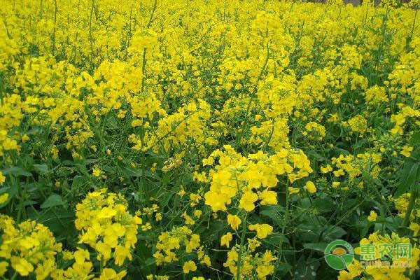 油菜缺硼的癥狀、判斷方法及預(yù)防措施