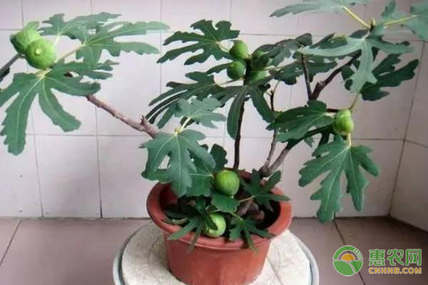 盆栽無(wú)花果的種植方法及養(yǎng)護(hù)要點(diǎn)