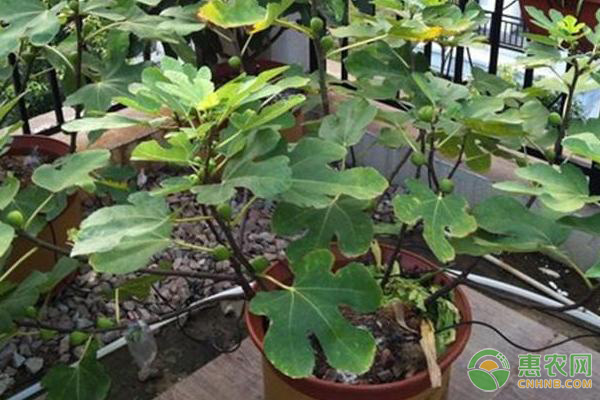 盆栽無(wú)花果的種植方法及養(yǎng)護(hù)要點(diǎn)