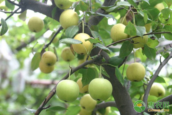 想要梨樹高產(chǎn)高量，這七大管理要點(diǎn)需注意！