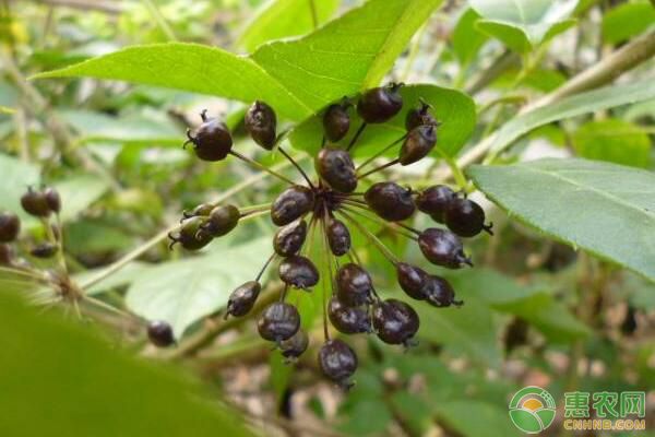 刺五加的種植管理技術(shù)要點(diǎn)