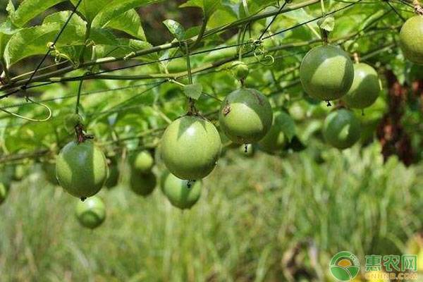 百香果的高產(chǎn)施肥技巧