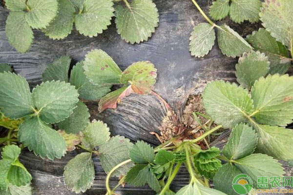 草莓匍匐茎繁殖壮苗技术要点 农技学堂 惠农网