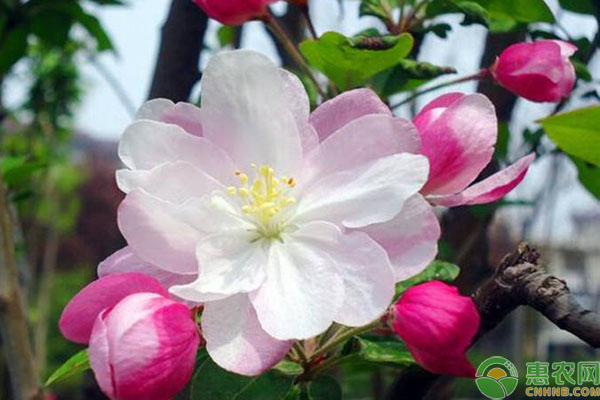 花后補(bǔ)肥