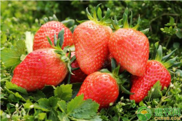 种植草莓想增产，这四点很重要！