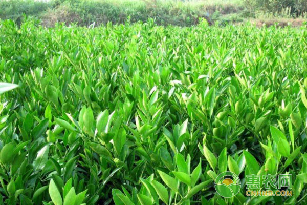 選擇優(yōu)質(zhì)苗木的四大原則與注意事項