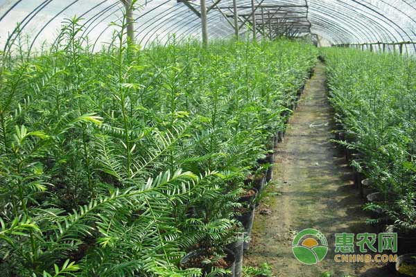 選擇優(yōu)質(zhì)苗木的四大原則與注意事項