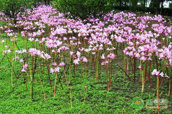 換錦花的養(yǎng)殖方法及養(yǎng)護(hù)要點(diǎn)