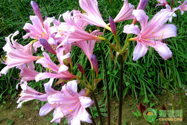 換錦花的養(yǎng)殖方法及養(yǎng)護(hù)要點(diǎn)