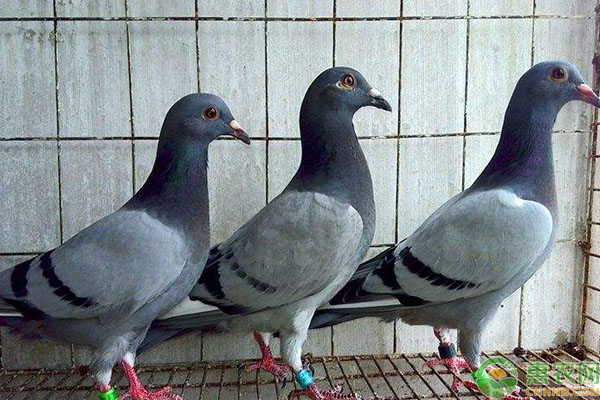 鴿子佩戴足環(huán)要點