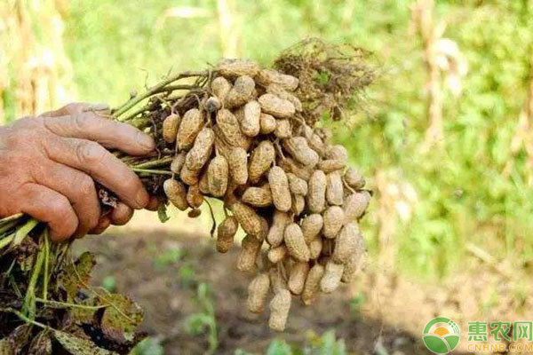 紅壤花生高產(chǎn)種植