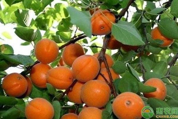 杏樹的修剪時(shí)間和修剪方法