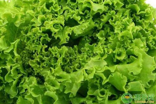 生菜高產(chǎn)種植管理方法