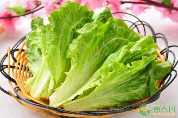 生菜高產(chǎn)種植管理方法