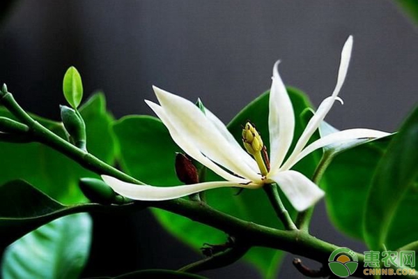 白蘭花的養(yǎng)殖方法及管理要點(diǎn)