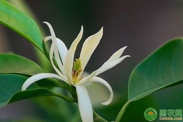 白蘭花的養(yǎng)殖方法及管理要點(diǎn)