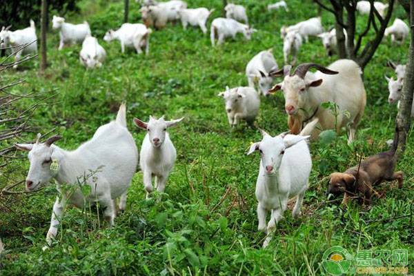 山羊飼養(yǎng)要點和常見疾病防治