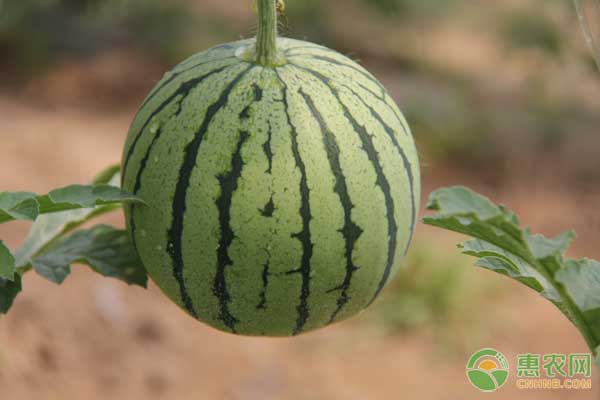 大棚西瓜的高效种植技术详解