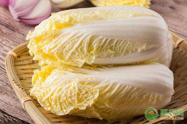 棚室娃娃菜種植要點(diǎn)及常見(jiàn)病蟲(chóng)害
