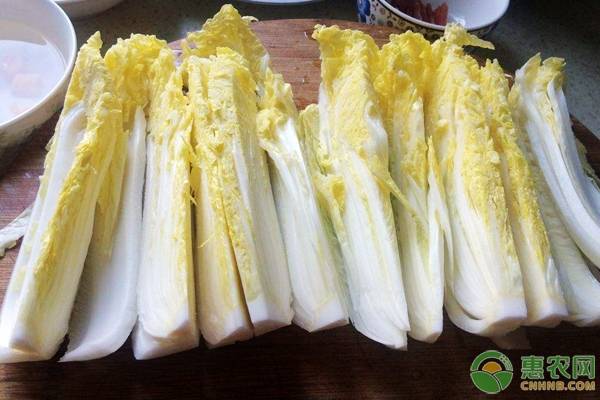 棚室娃娃菜種植要點(diǎn)及常見(jiàn)病蟲(chóng)害