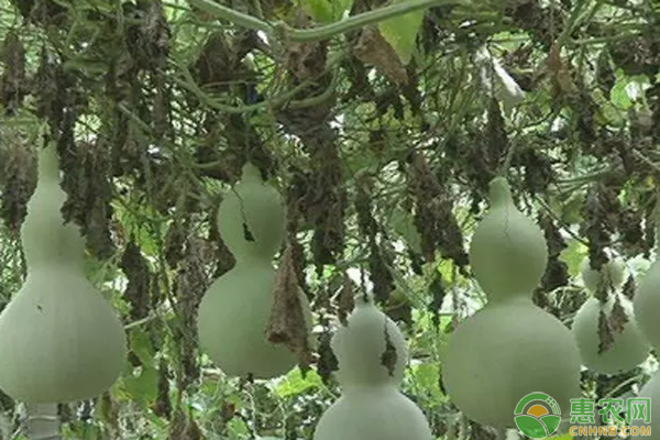 葫蘆的田間管理技術(shù)要點(diǎn)